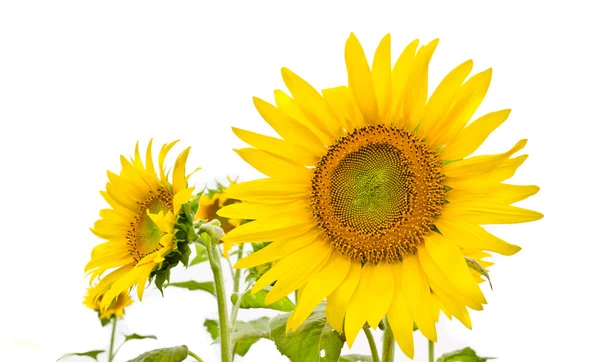 Sunflower blooming — Stock Photo, Image