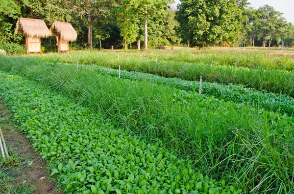 Vegetables field — Stock Photo, Image