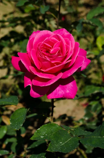 Roze roos in de tuin. — Stockfoto