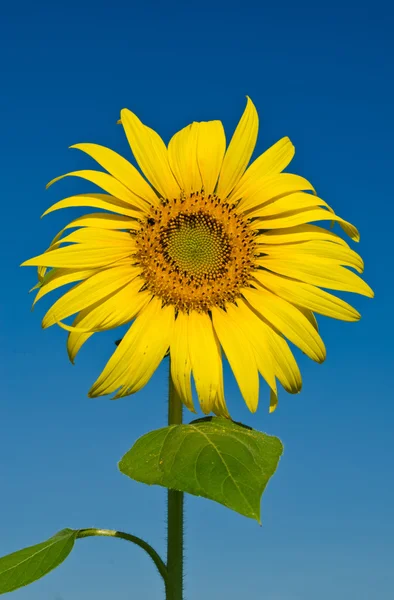 Tournesol avec ciel bleu — Photo