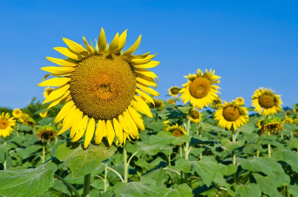 Tournesol avec ciel bleu — Photo