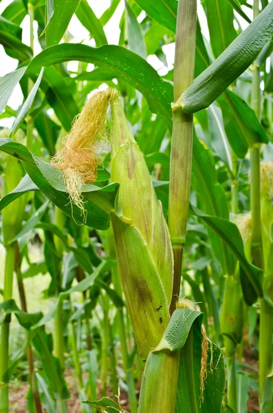 Fresh corn — Stock Photo, Image