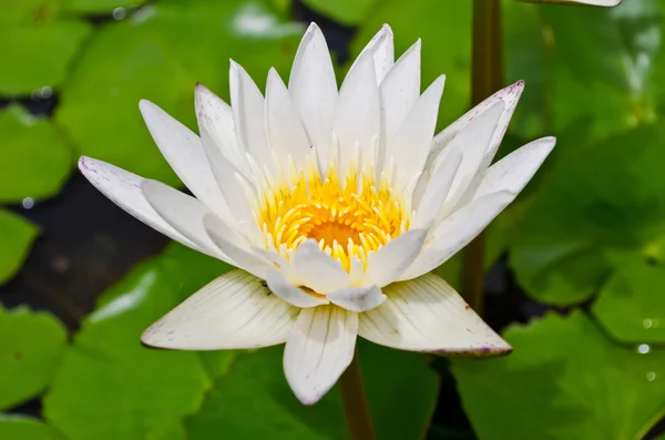 Lotus blanc — Photo