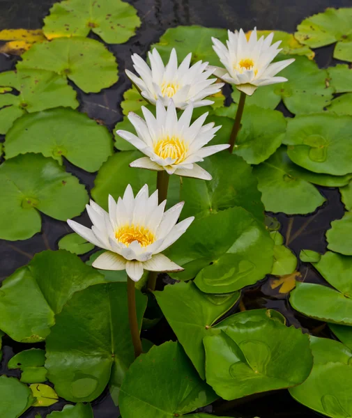 Witte lotus — Stockfoto