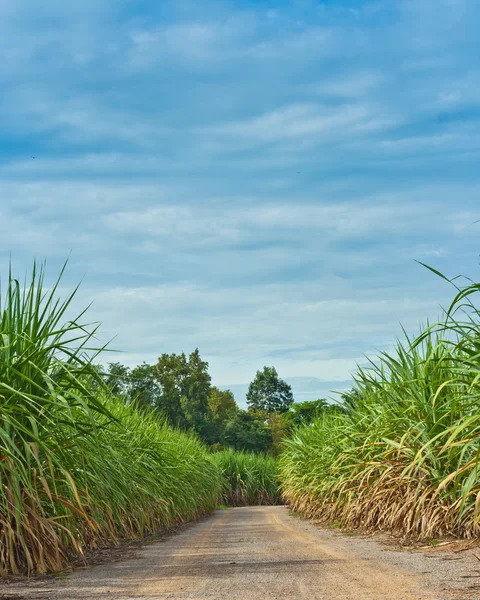 Route dans le champ de canne à sucre — Photo