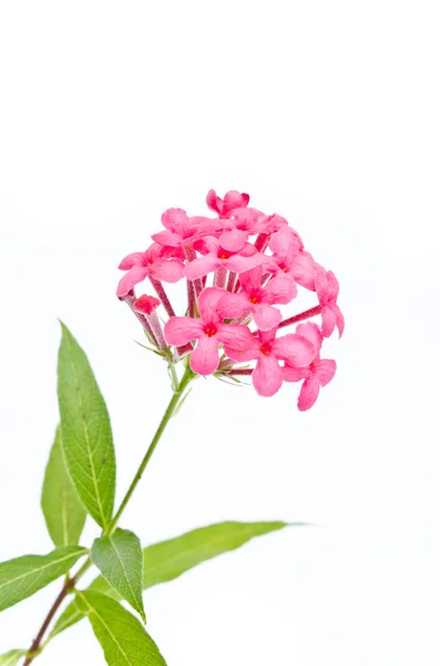 Panama rosa blomma — Stockfoto