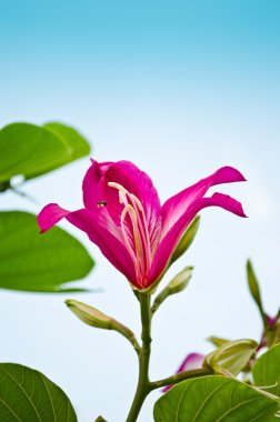 Mor bauhinia çiçek çiçek