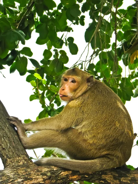 Wild monkey — Stockfoto