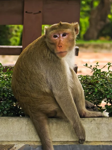 Macaco selvagem — Fotografia de Stock