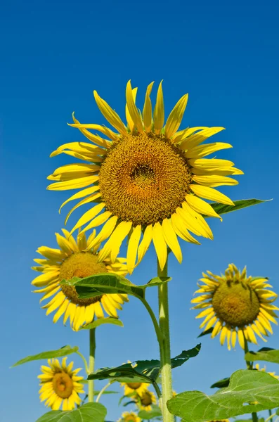 Tournesol avec ciel bleu — Photo