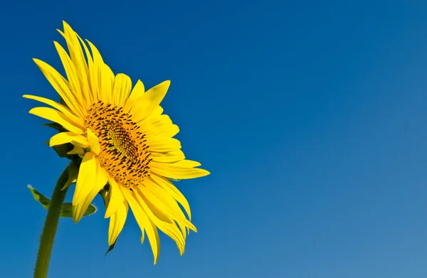 Sunflower with blue sky — Stock Photo, Image