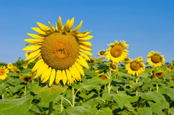 Sunflower — Stock Photo, Image