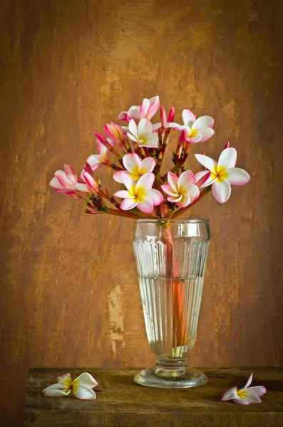 Plumeria Blume im Haus — Stockfoto