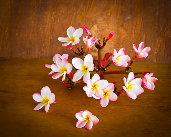 Plumeria květina v domě — Stock fotografie