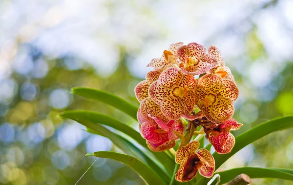 Flor de orquídea — Fotografia de Stock