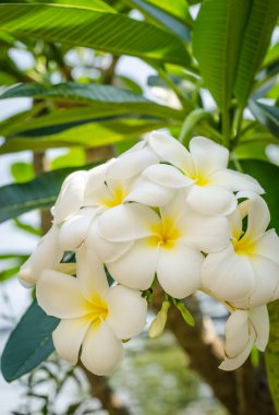 Plumeria çiçekler
