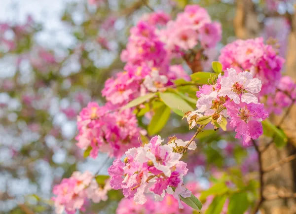 Roze cananga odorata bloem bloeien — Stockfoto