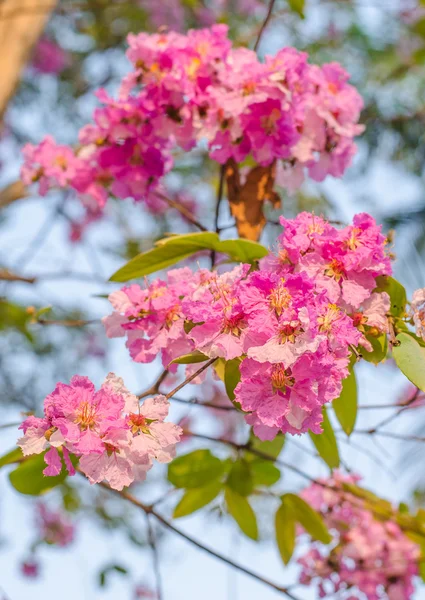 Rosa cananga odorata blomma blommar — Stockfoto