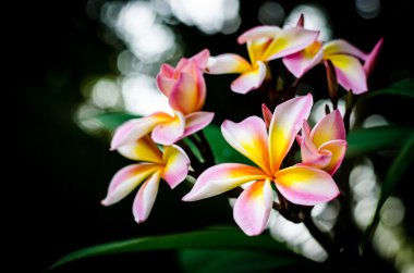 plumeria çiçek çiçeklenme