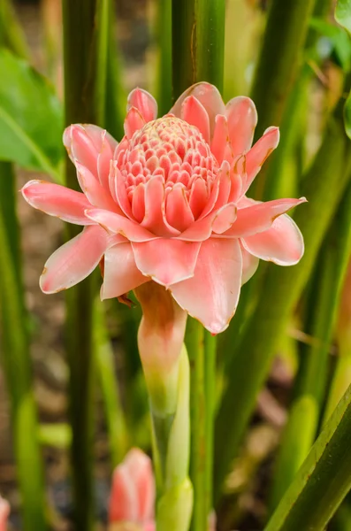 Pink Torch Ginger in garden — Stock Photo, Image