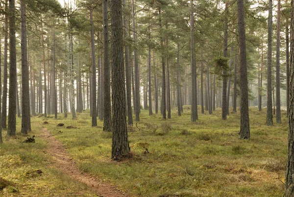 Промежуточный лес — стоковое фото