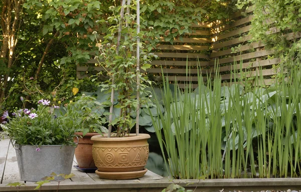 Pflanzer - Blick auf den Hinterhof — Stockfoto