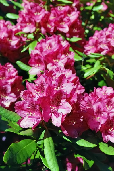 Kwitnący rododendron — Zdjęcie stockowe