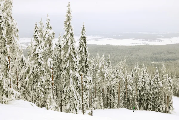 Winterlandschap met bont bomen — Stockfoto