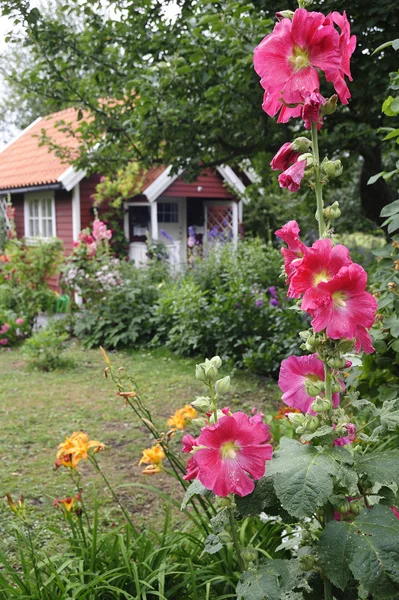Айдиллический летний домик — стоковое фото