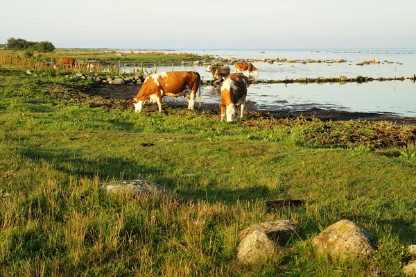 Grazing cows — Stock Photo, Image