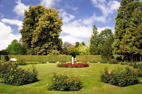 Splendido giardino erba verde — Foto Stock