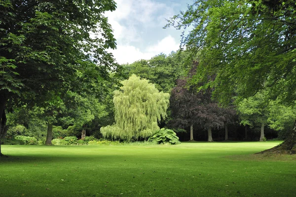 Wunderschöner Garten grünes Gras — Stockfoto