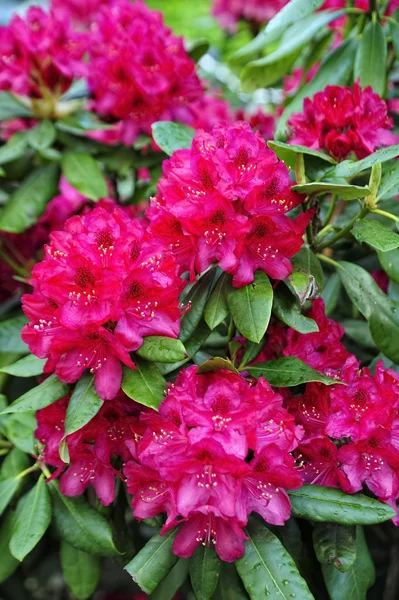 Blooming rhododendron — Stock Photo, Image