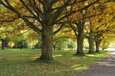 Beech forest in golden foliage clipart