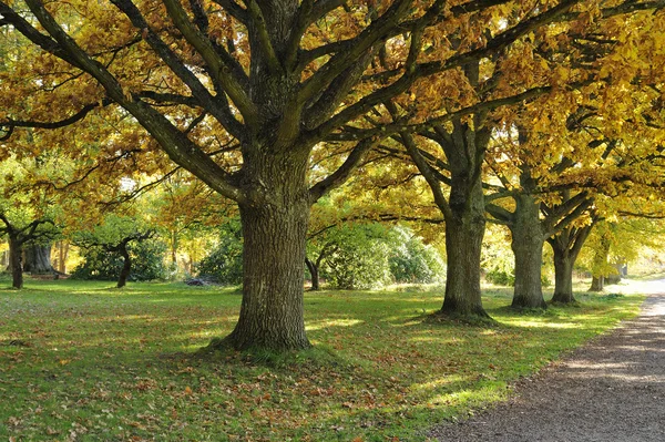 Буковые леса в золотой листве — стоковое фото