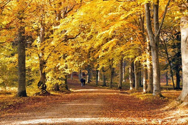 Beukenbos in gouden gebladerte — Stockfoto