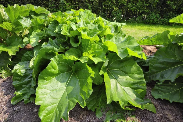 Organic Rhubarb — Stock Photo, Image