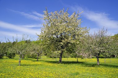 Çiçekli Elma Ağaçları