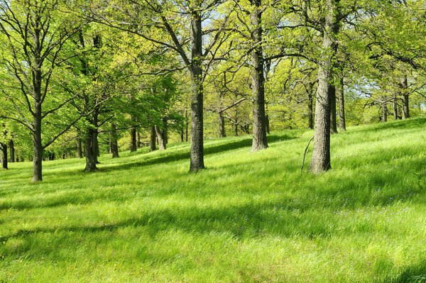 Oak Trees