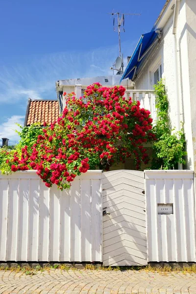 Jardín Rosas Vadstena Suecia — Foto de Stock