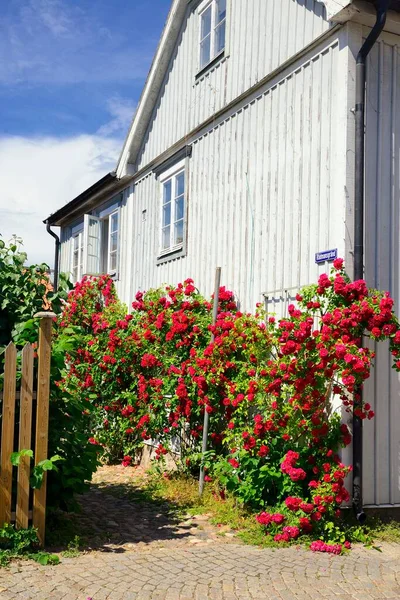 Rosenträdgård Vadstena Sverige — Stockfoto