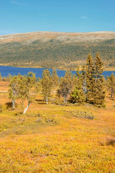 Podzimní Horská Krajina Idre Dalarna Švédsko — Stock fotografie