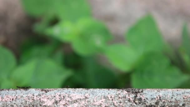 Ants walking on the wall. — Stock Video