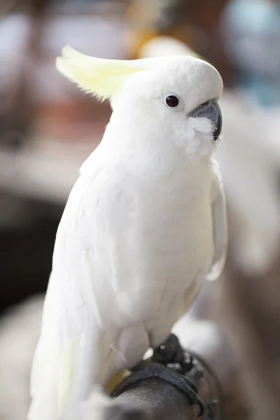 A beautiful bird — Stock Photo, Image