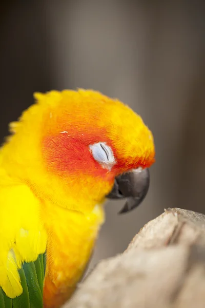 Piękny ptak — Zdjęcie stockowe