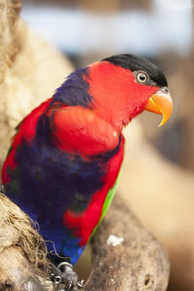 Ένα όμορφο πουλί — Stockfoto