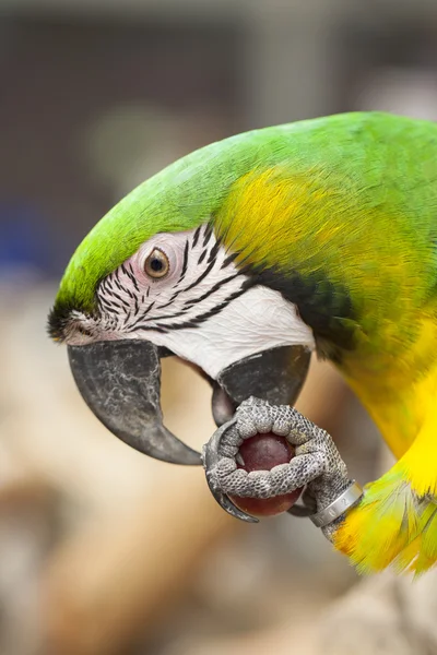 A beautiful bird — Stock Photo, Image