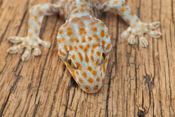 Ein Gecko — Stockfoto