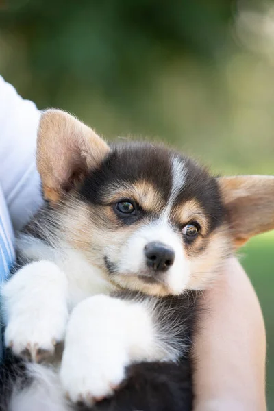 Güneşli Yaz Gününde Kollarında Tutulan Corgi Yavru Köpeğine Yakın — Stok fotoğraf