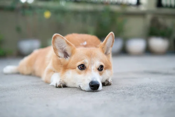 Corgi puppy dog lay down on the floor in summer sunny day